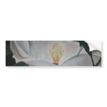 magnolia flower oil painting bumper stickers