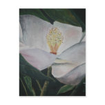 magnolia flower oil painting postcards