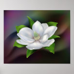 Magnolia Flower