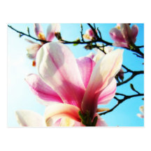Magnolia flowers - Postcard