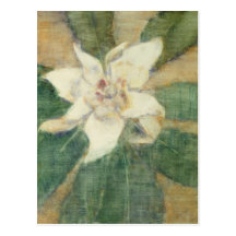 Magnolia Grandiflora Post Card