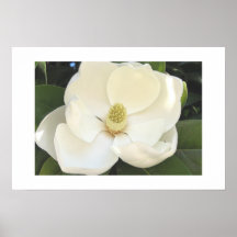 Magnolia Grandiflora Posters