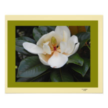 Magnolia in Bloom Photographic Print