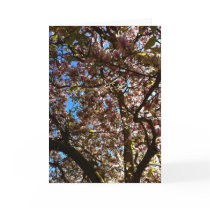 Magnolia in Bloom Valentine's Day Card