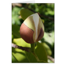 Magnolia in Bud Card