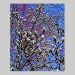 Magnolia, Mass of Buds posters