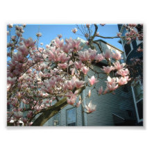 Magnolia Photo Art