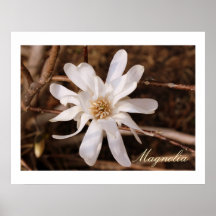 Magnolia Photography Poster