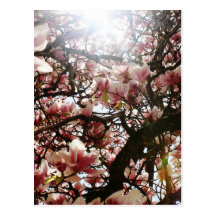 Magnolia Post Cards