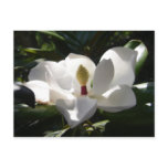 magnolia post cards flower tree magnolias photo