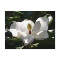 magnolia post cards flower tree magnolias photo