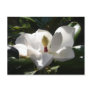 magnolia post cards flower tree magnolias photo