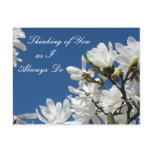 Magnolia Postcard