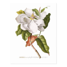 Magnolia. Postcards