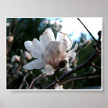 magnolia poster