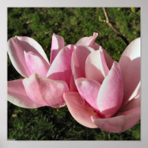 Magnolia Posters