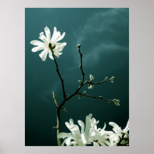 Magnolia Print