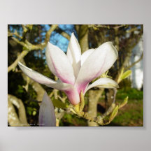 Magnolia Posters