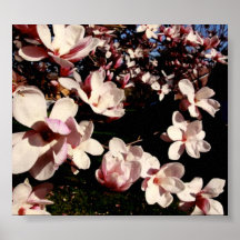 Magnolia Print