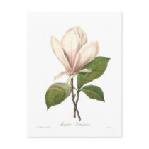 Magnolia soulangiana post card