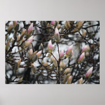 Magnolia Tree Buds in Spring before blossoms Posters