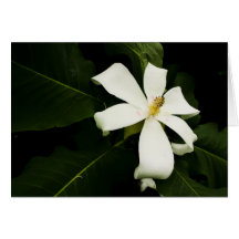 MAGNOLIA TREE CARD