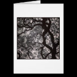 Magnolia Trees in Blossom cartes