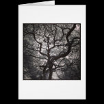 Magnolia Trees in Blossom cartes