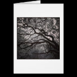 Magnolia Trees in Blossom cartes