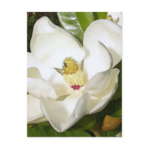 Magnolia White Post Cards