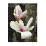 Magnoliag Blooms Postcard