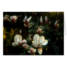 Magnolia's # 5 greeting cards
