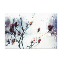 Magnolias in Rain Stretched Canvas Prints