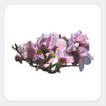 Magnolias Square Sticker