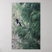 Magpie in a tree Print