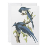 Magpie Jay, John Audubon Invitations