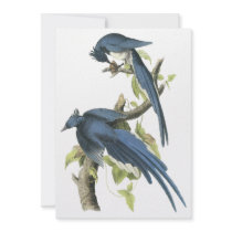 Magpie Jay, John Audubon Invitations