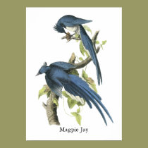 Magpie Jay, John Audubon posters