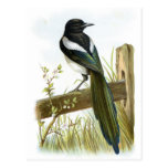 Magpie Postcard