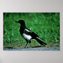 Magpie Poster