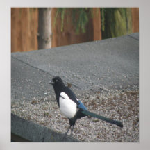 Magpie print