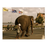 Mahout and Elephant II Postcard