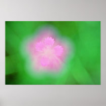 Maiden pink flowers White flowers Posters