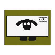 Mail Order Sheep Postcards