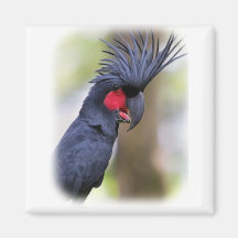 Main Palm COCKATOO Pet Bird Refrigerator Magnets