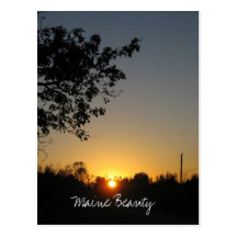 Maine Beauty Postcard