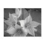 Maine_Black+White_106 Postcards