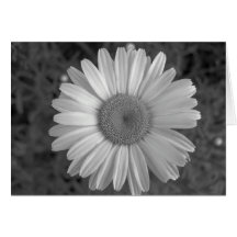 Maine_Black+White_117 Greeting Card