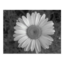Maine_Black+White_117 Postcard