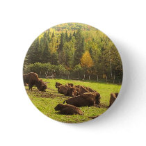 Maine Buffalo Pinback Buttons
